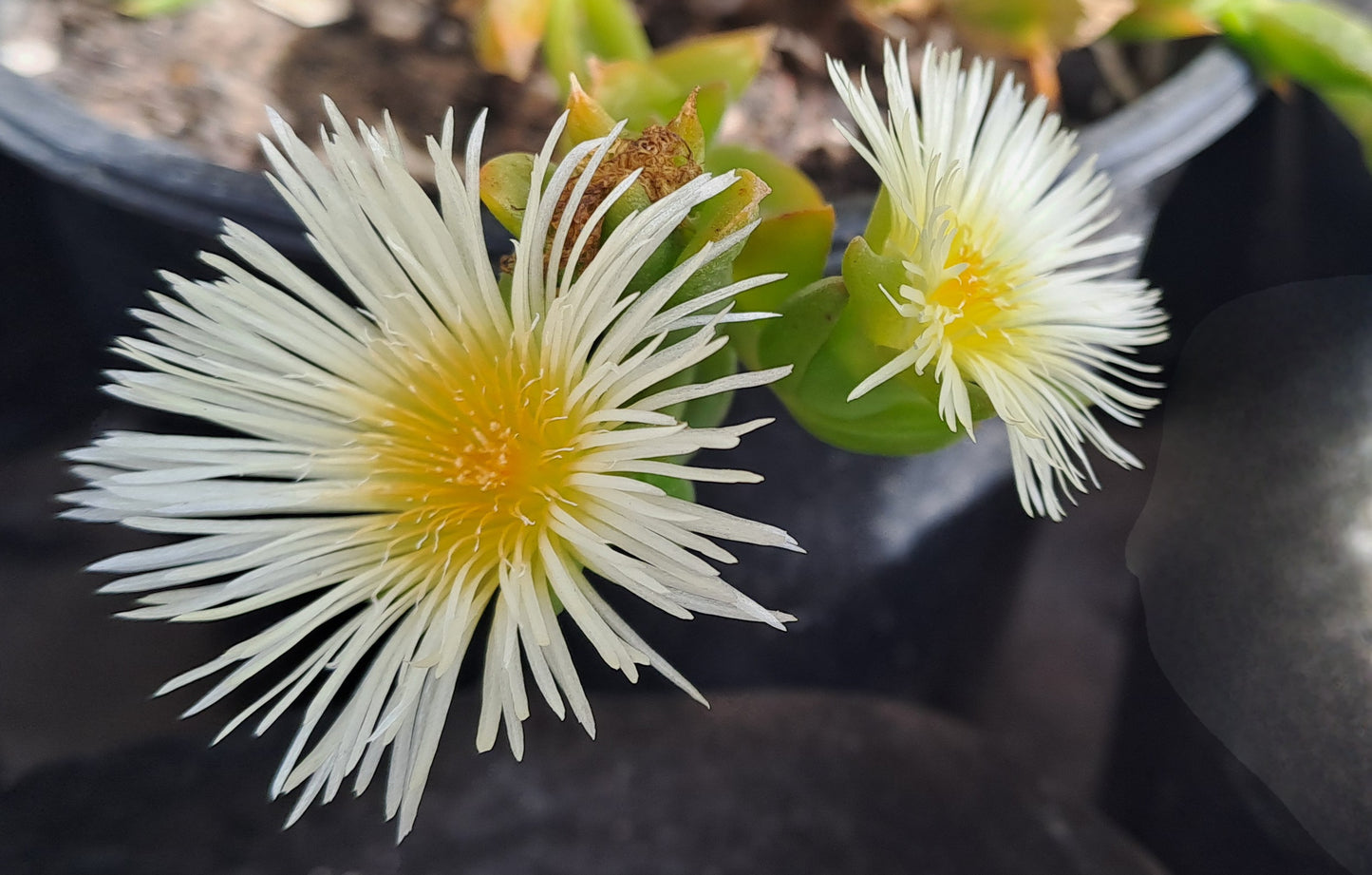 Sceletium Tortuosum – Dried Milled