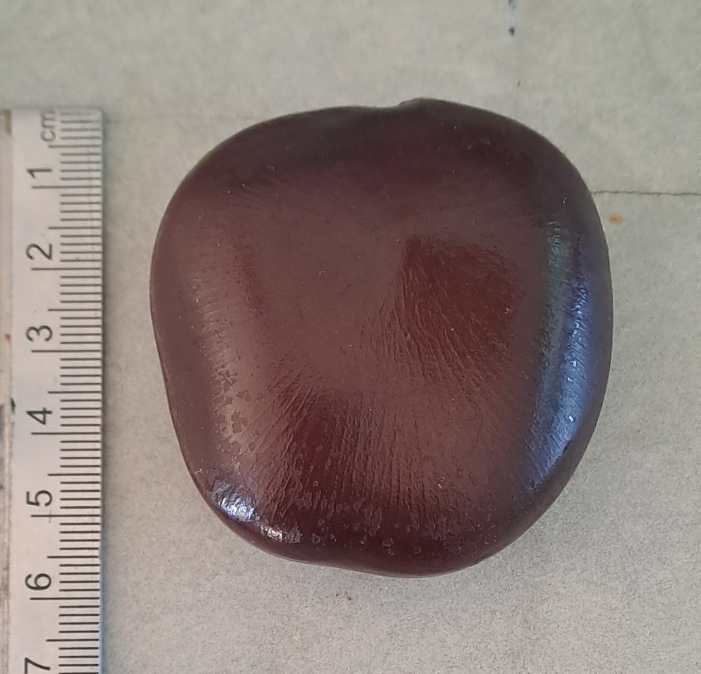 Sea Bean (African Dream Bean) - Whole