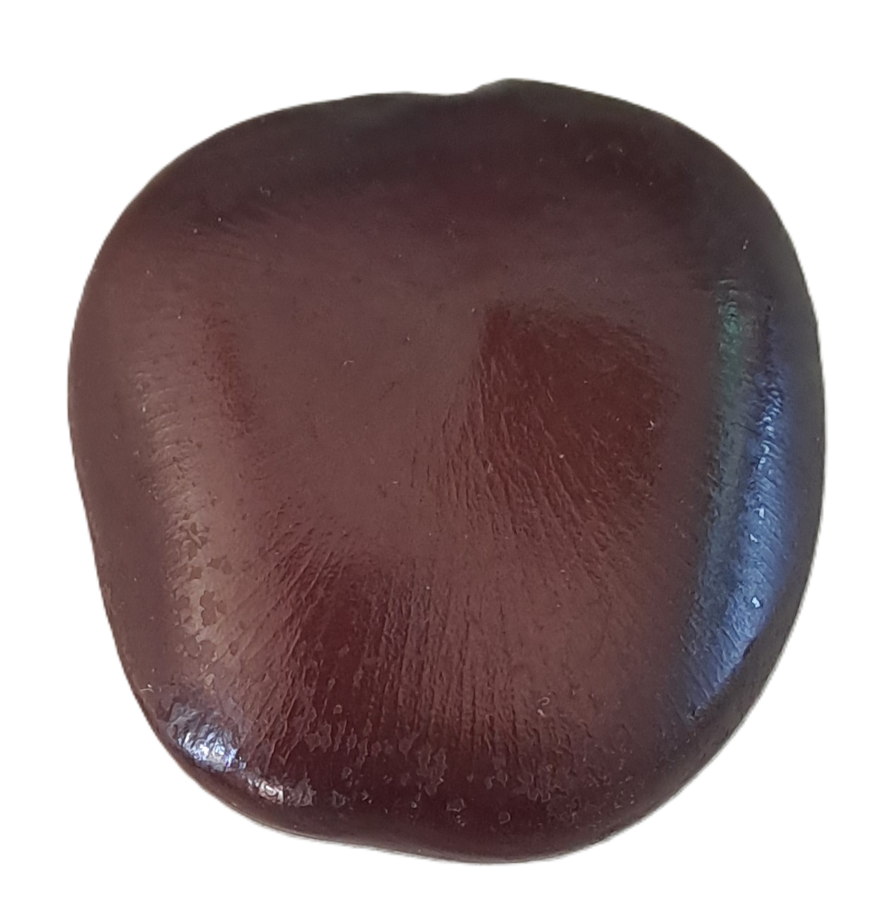 Sea Bean (African Dream Bean) - Whole