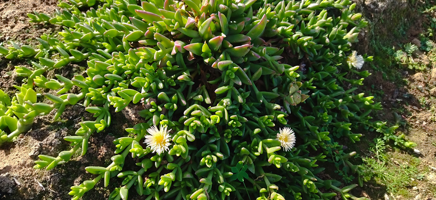 Sceletium Tortuosum – Dried Milled