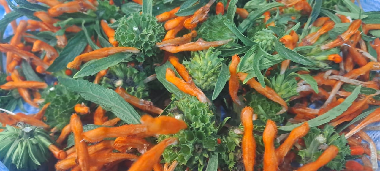 Wild Dagga – Flowers and Buds