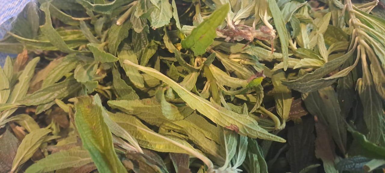Wild Dagga – Tea-Cut