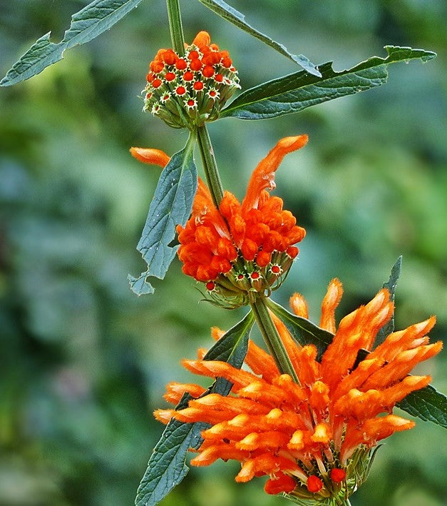 Wild Dagga – Flowers and Buds